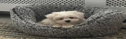 Maltipoo dogs for sale: Beautiful Rosie and Daisy Maltipoos  in London - Advert 7