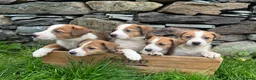 Border Collie dogs for sale: Collie pups - Advert 3
