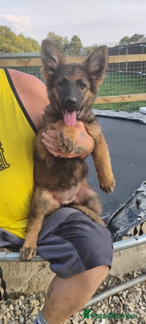 German Shepherd dogs - Advert 8