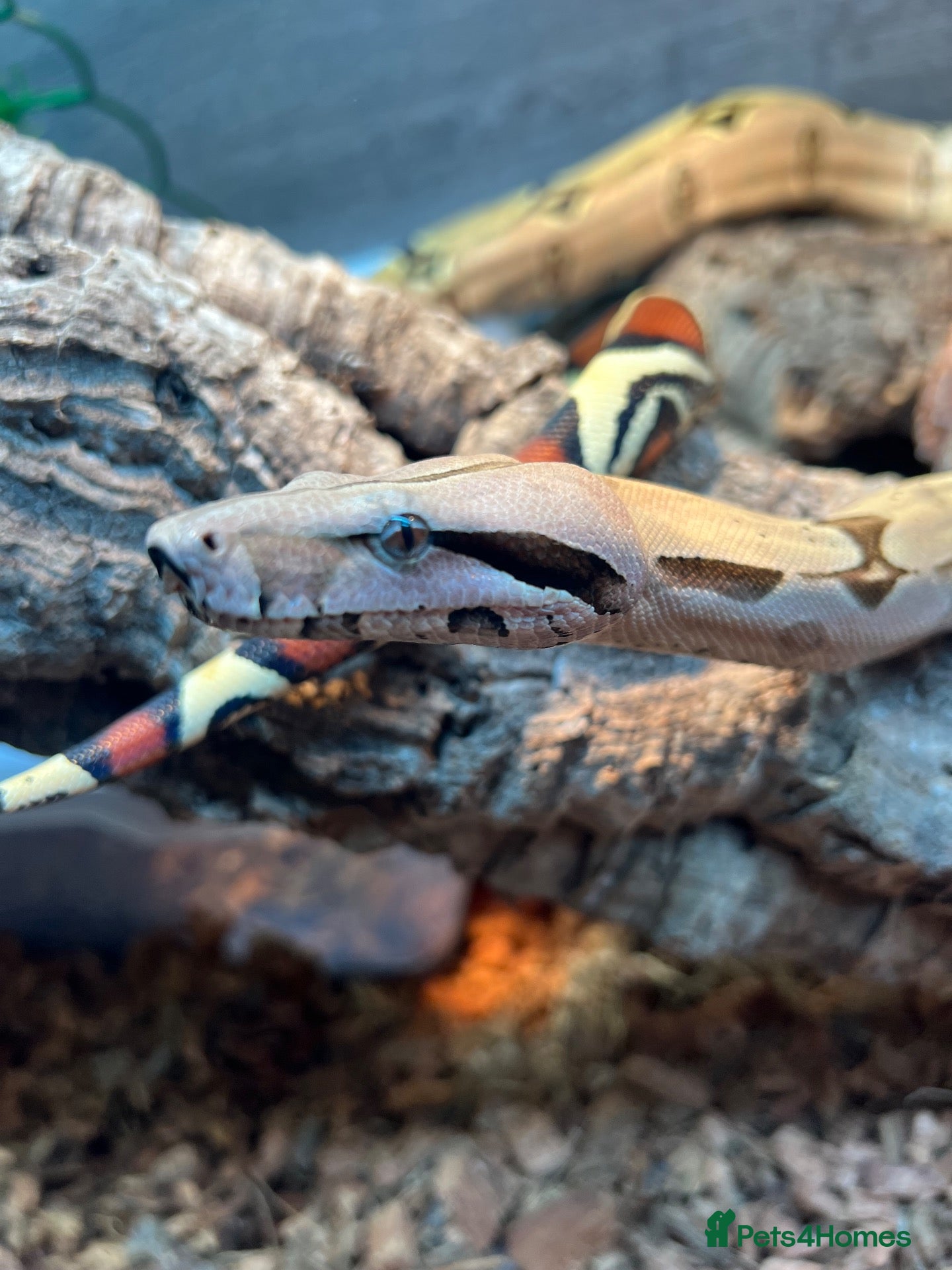 Boa Snake reptiles for sale: Suriname BCC female 100% pure locality  - Advert 2