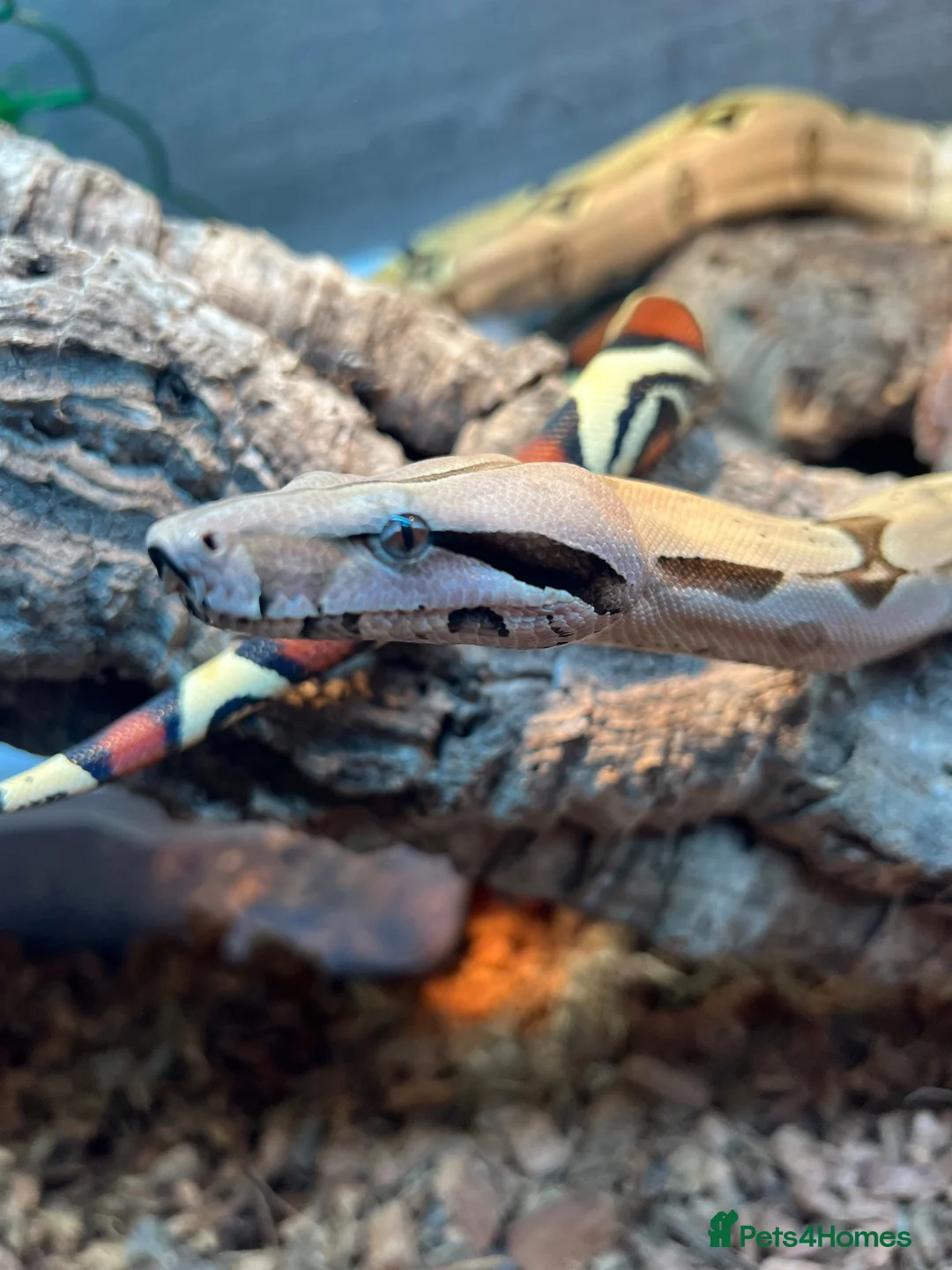 Boa Snake reptiles for sale: Suriname BCC female 100% pure locality  - Advert 2