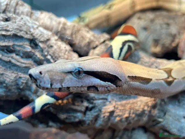 Boa Snake reptiles for sale: Suriname BCC female 100% pure locality - Advert 2