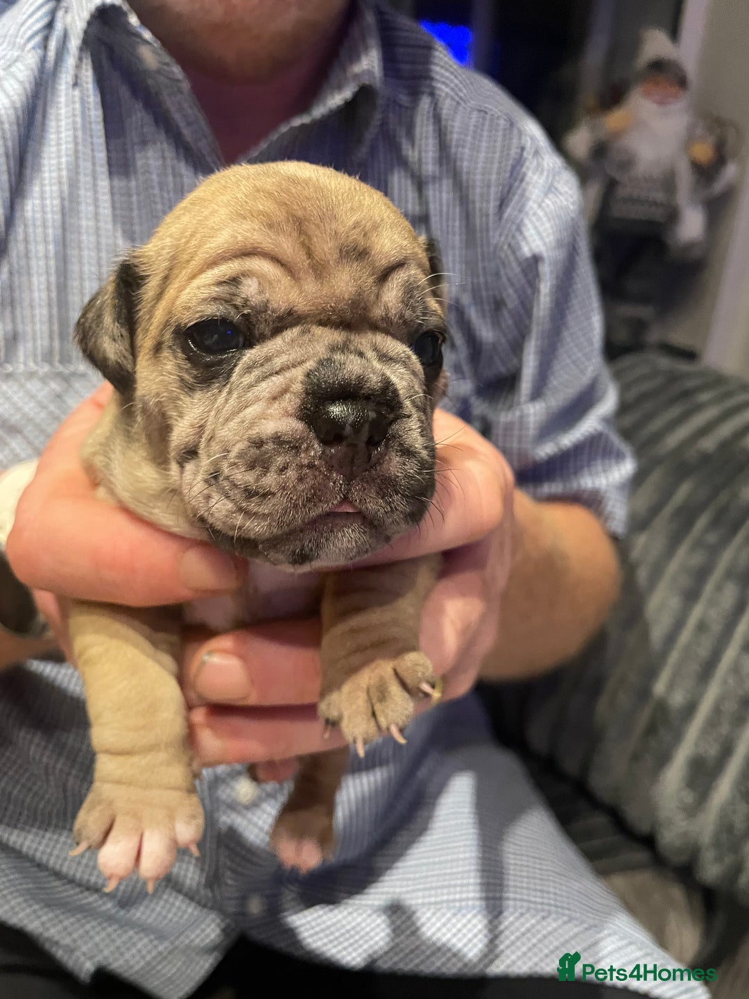 Mixed Breed dogs for sale: Frugs - Advert 6