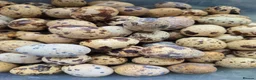 Quail poultry for sale: 12 Fertile Coturnix Quail Hatching Eggs  - Advert 4