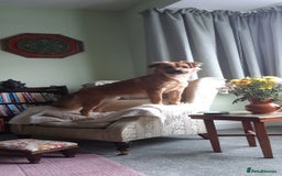 Mixed Breed dogs for sale: Queen of Heavens - Image 3