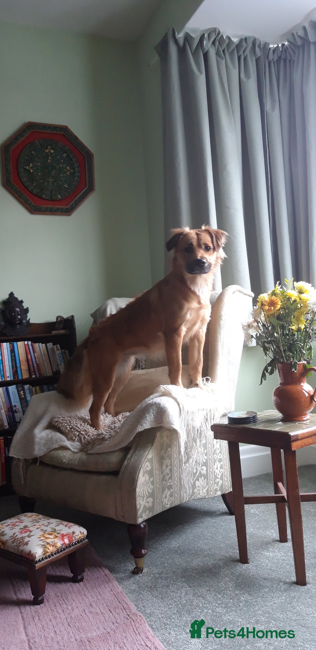 Mixed Breed dogs for sale: Queen of Heavens - Image 3