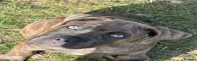 Cane Corso 2