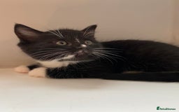 British Shorthair cats for sale: 2 beautiful kittens  - Image 1