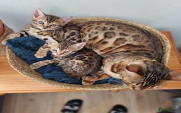 Bengal cats for sale: Quality bengal kittens TICA registered - Image 4