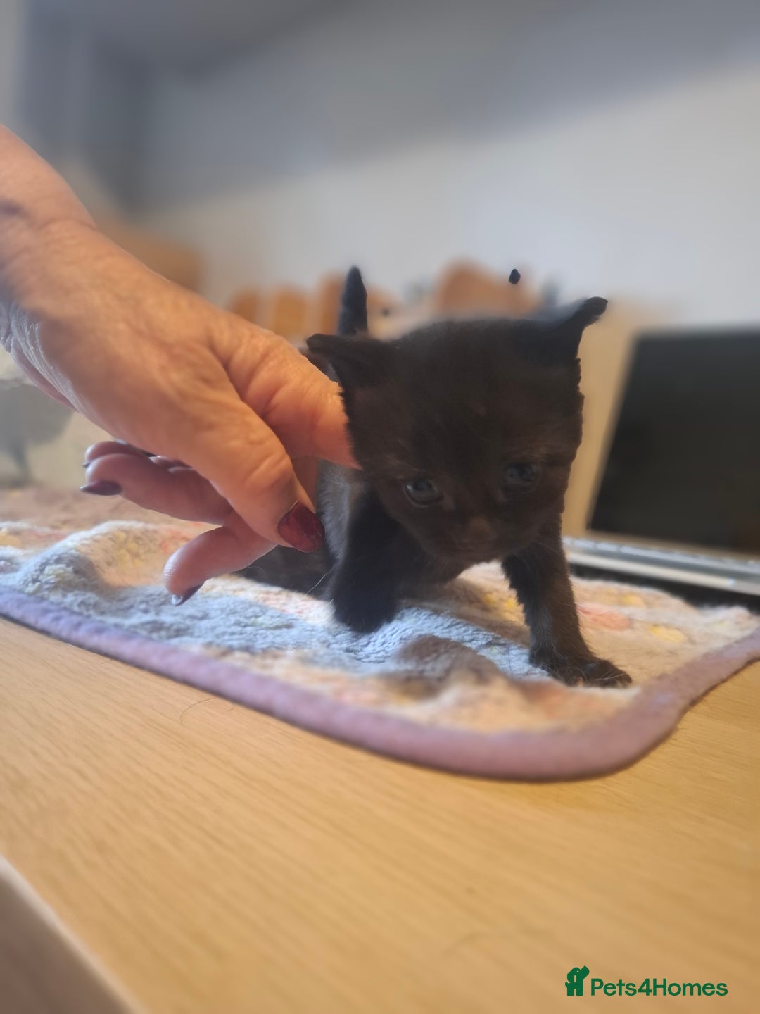 Mixed Breed cats for sale: 1 kitten left ready  2nd sept  - Image 25