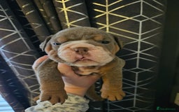 English Bulldog dogs for sale: Kc british bulldogs  - Image 20
