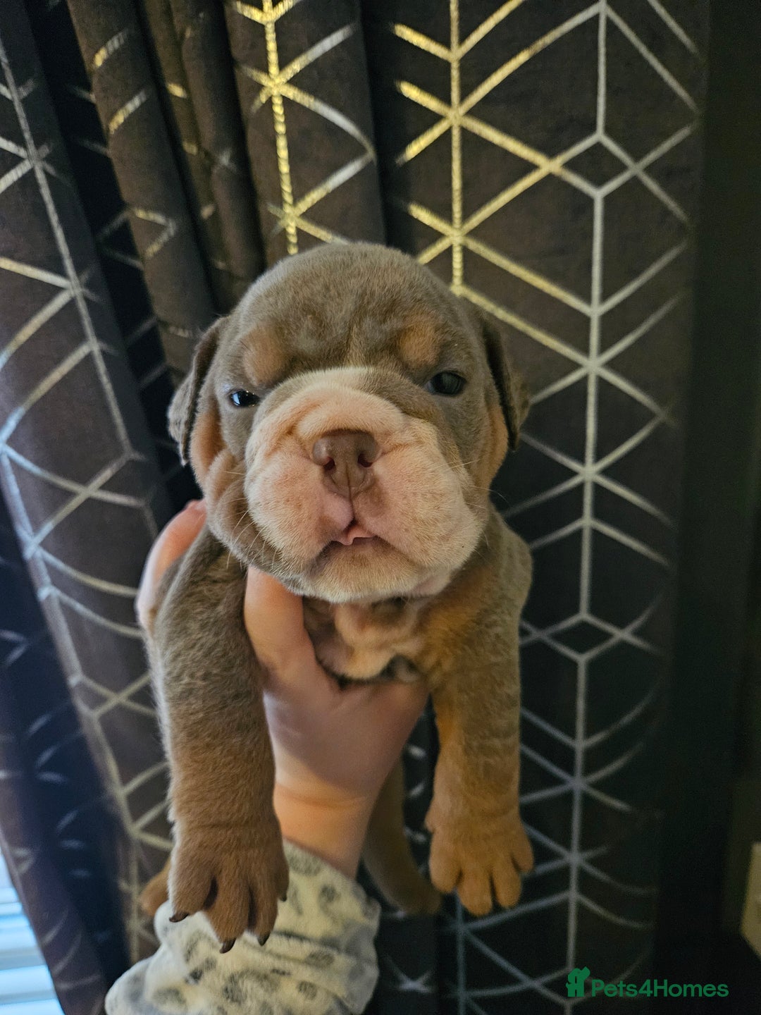 English Bulldog dogs for sale: Kc british bulldogs  - Image 20