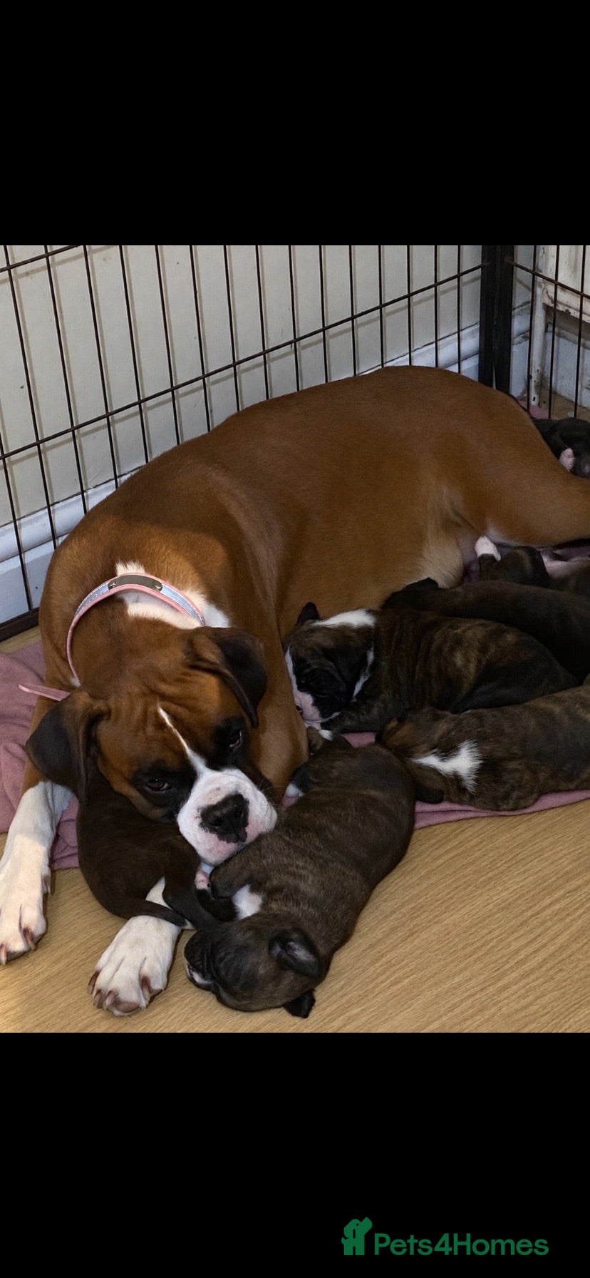 Boxer dogs KC Registered Boxer Puppies - health tested - Advert 2