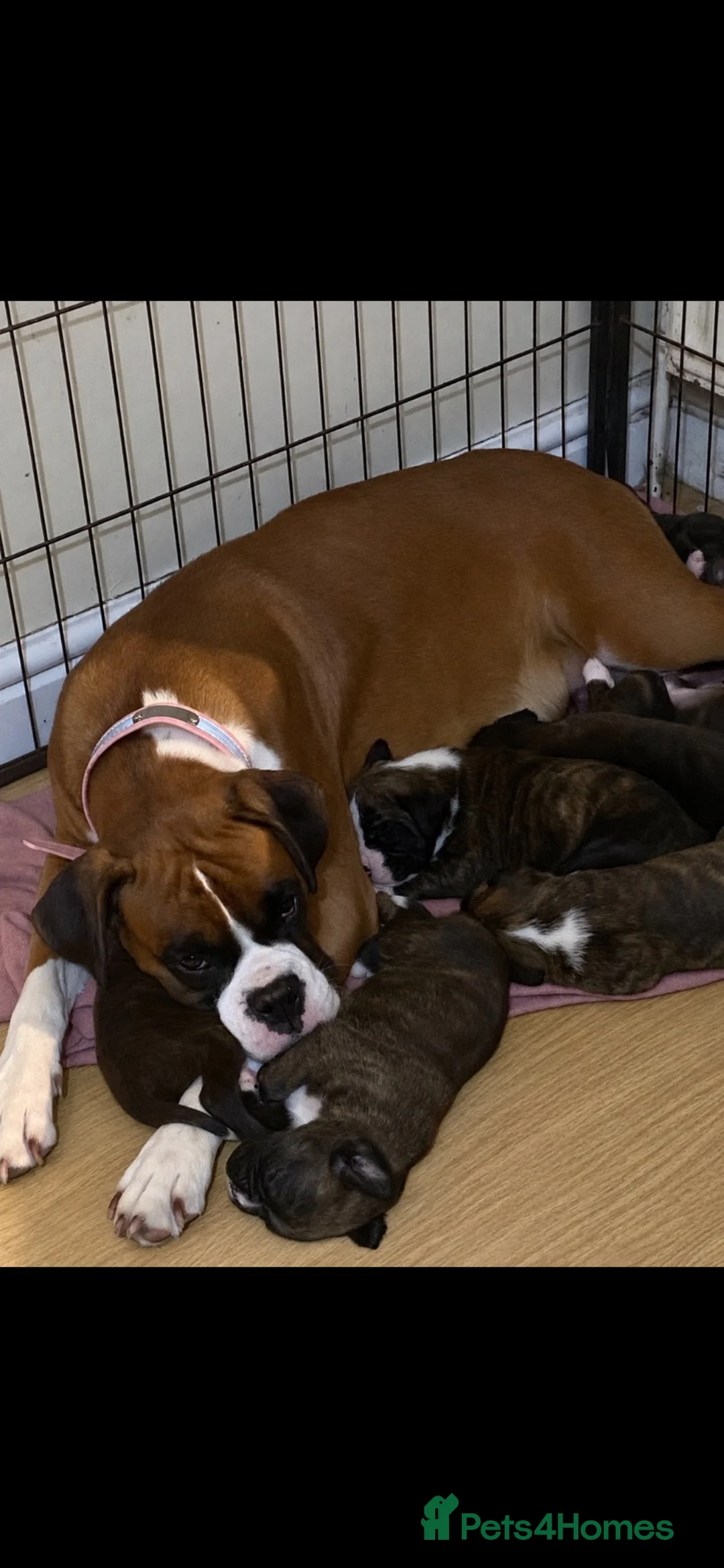 Boxer dogs for sale: KC Registered Boxer Puppies - health tested - Advert 2
