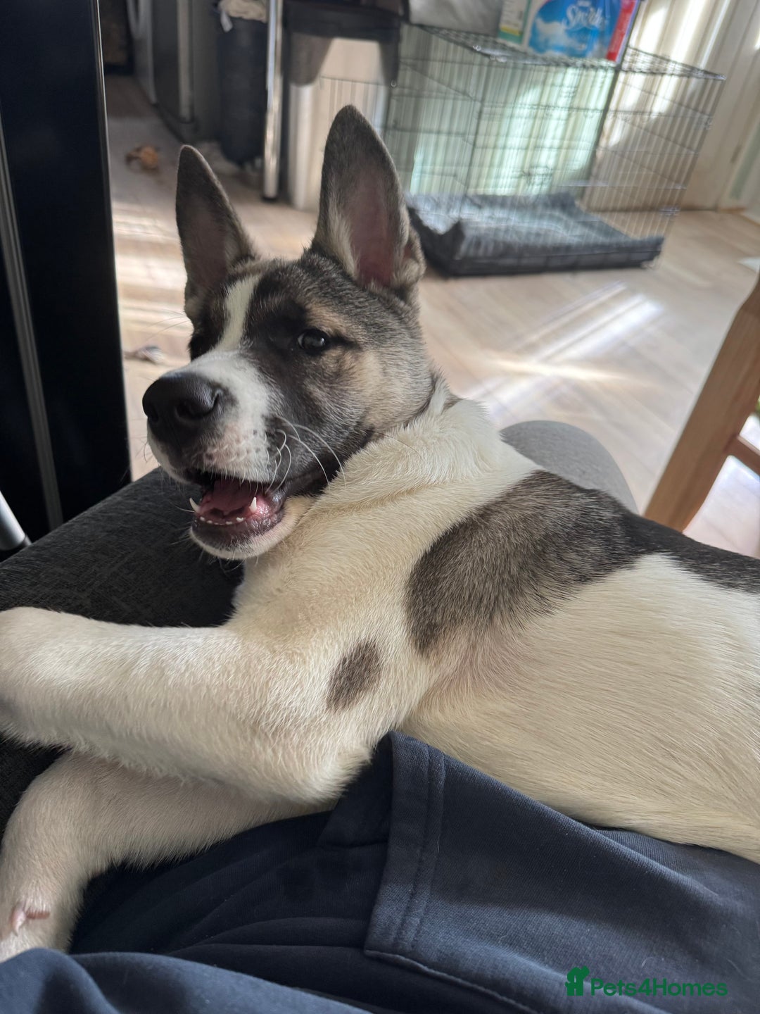 Mixed Breed dogs for sale: American Akita Puppy - 4 months old - Image 2