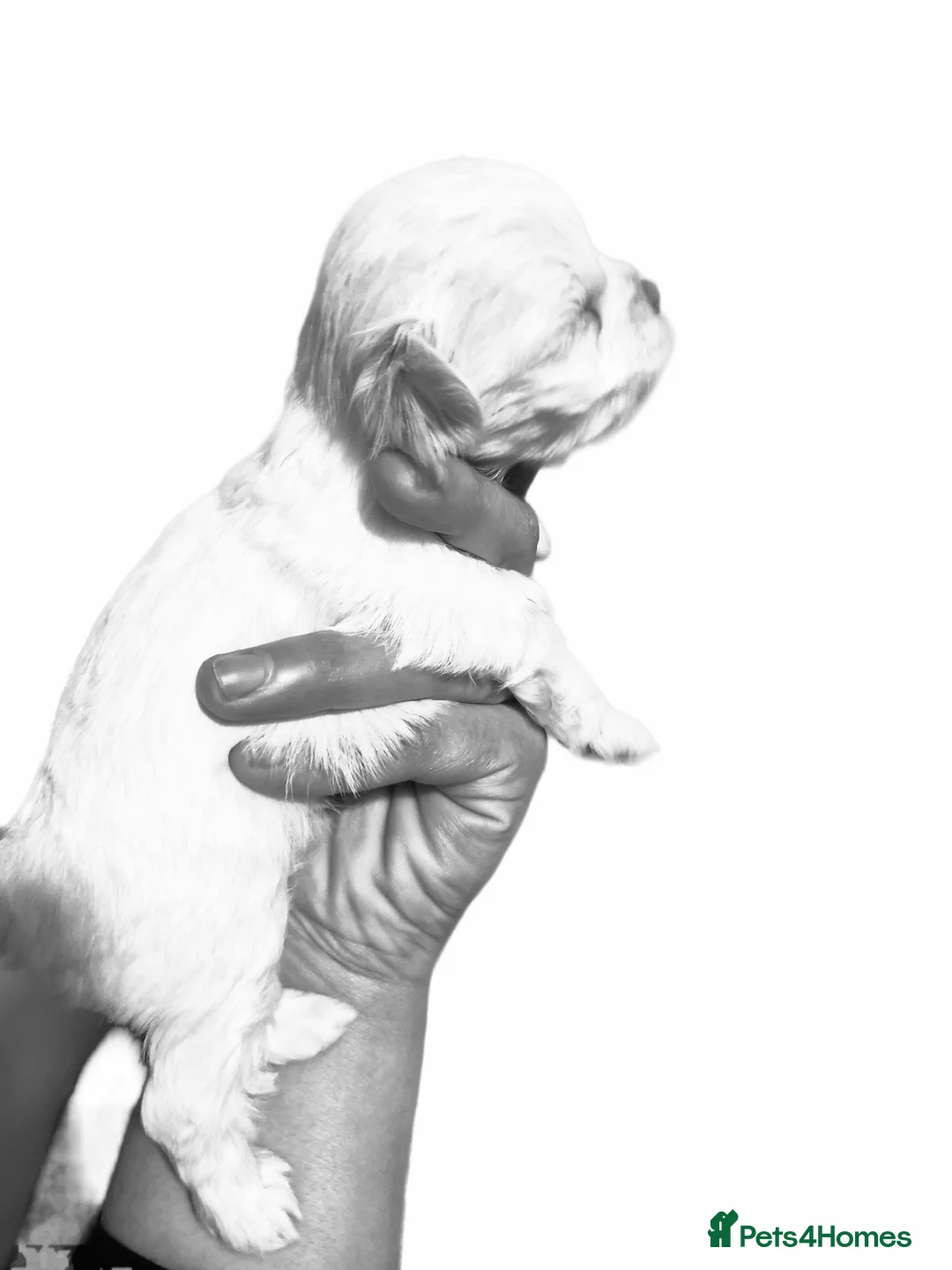 Maltese dogs for sale: 1 girl left Toy size miniture Maltese  🐶 💖  - Advert 15