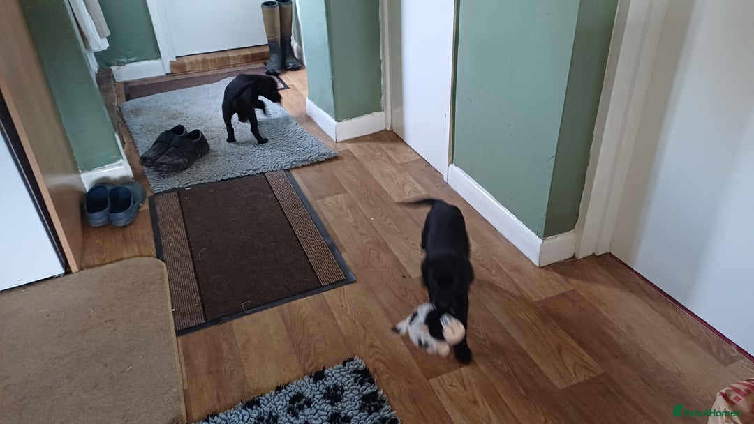 Labrador Retriever dogs for sale: MALE BLACK LABRADOR PUPPY FOR SALE  - Advert 4