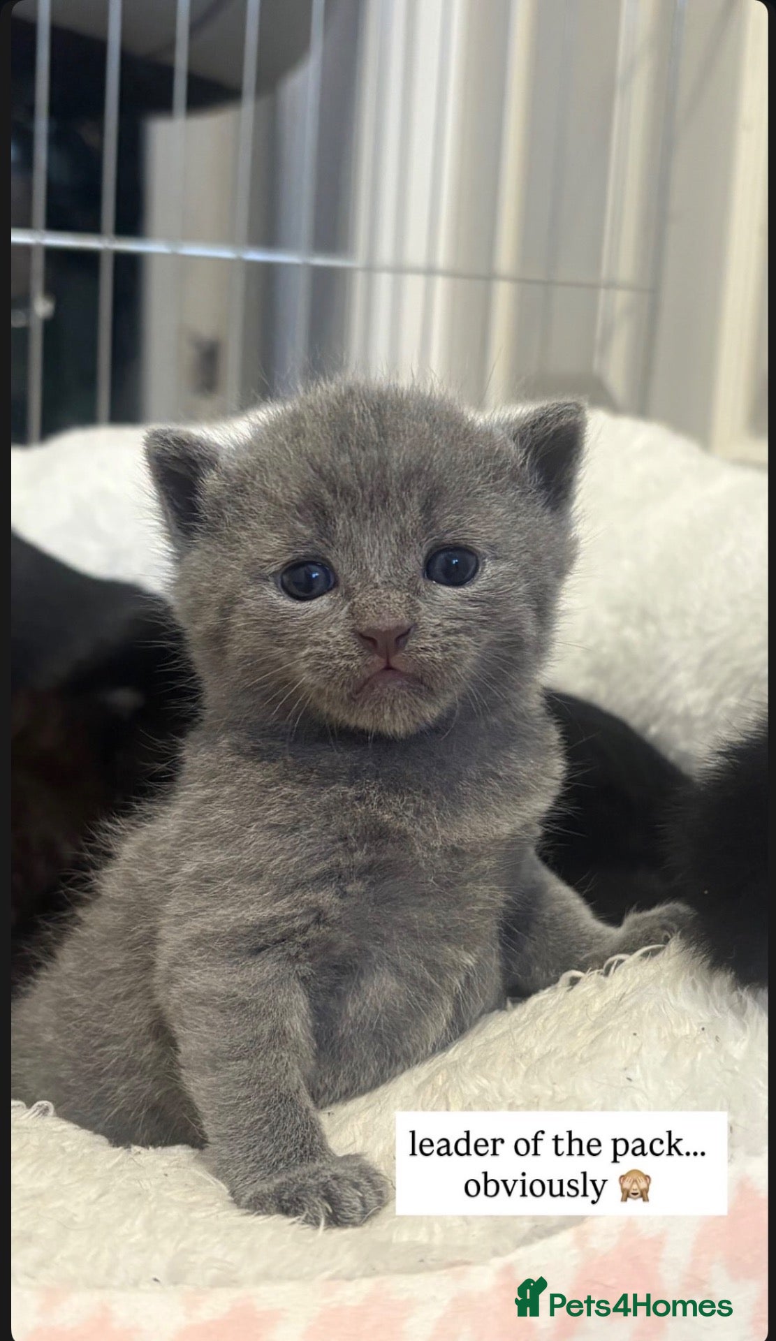 Mixed Breed cats British Short Hair mix - Advert 12
