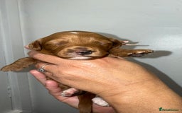 Australian Labradoodle dogs for sale: Stunning Labradoodle puppies - Advert 10