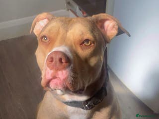 Mixed Breed dogs Milly looking for new home - Advert 6