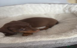 Dachshund dogs for sale: Stunning tiny dachshund pups - Image 2