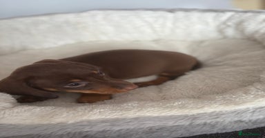 Dachshund dogs - Advert 6