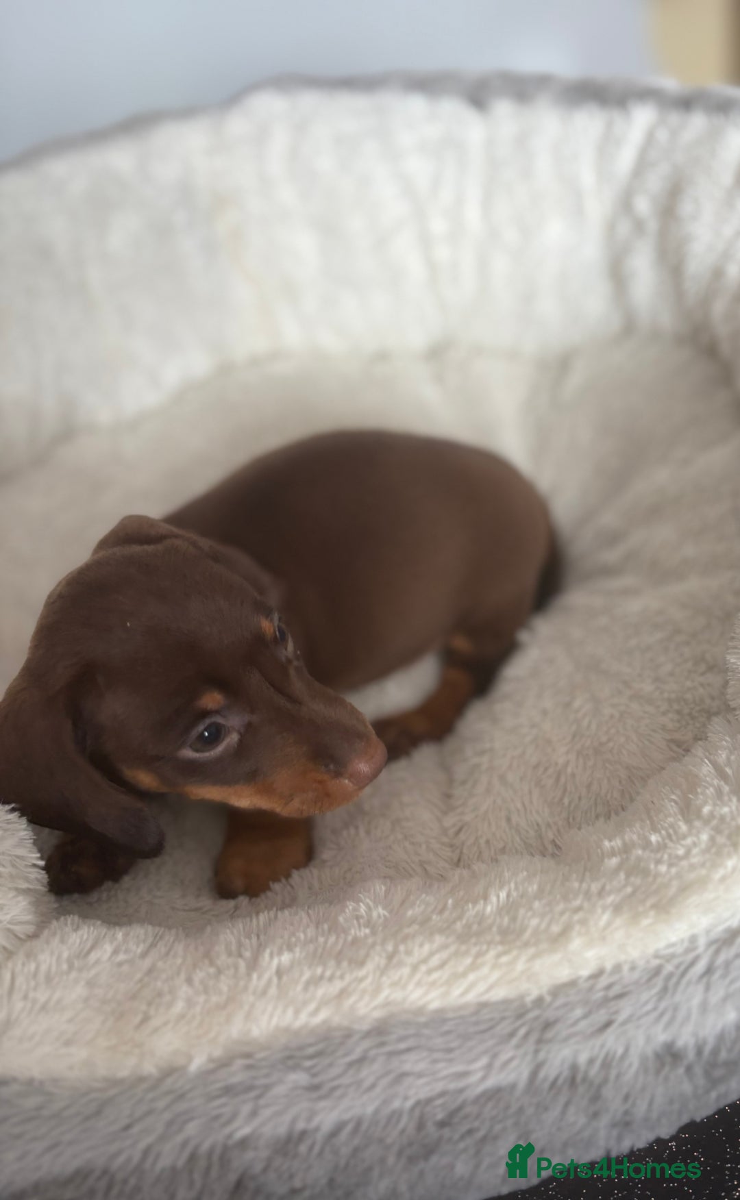 Dachshund dogs for sale: Stunning tiny dachshund pups - Image 2