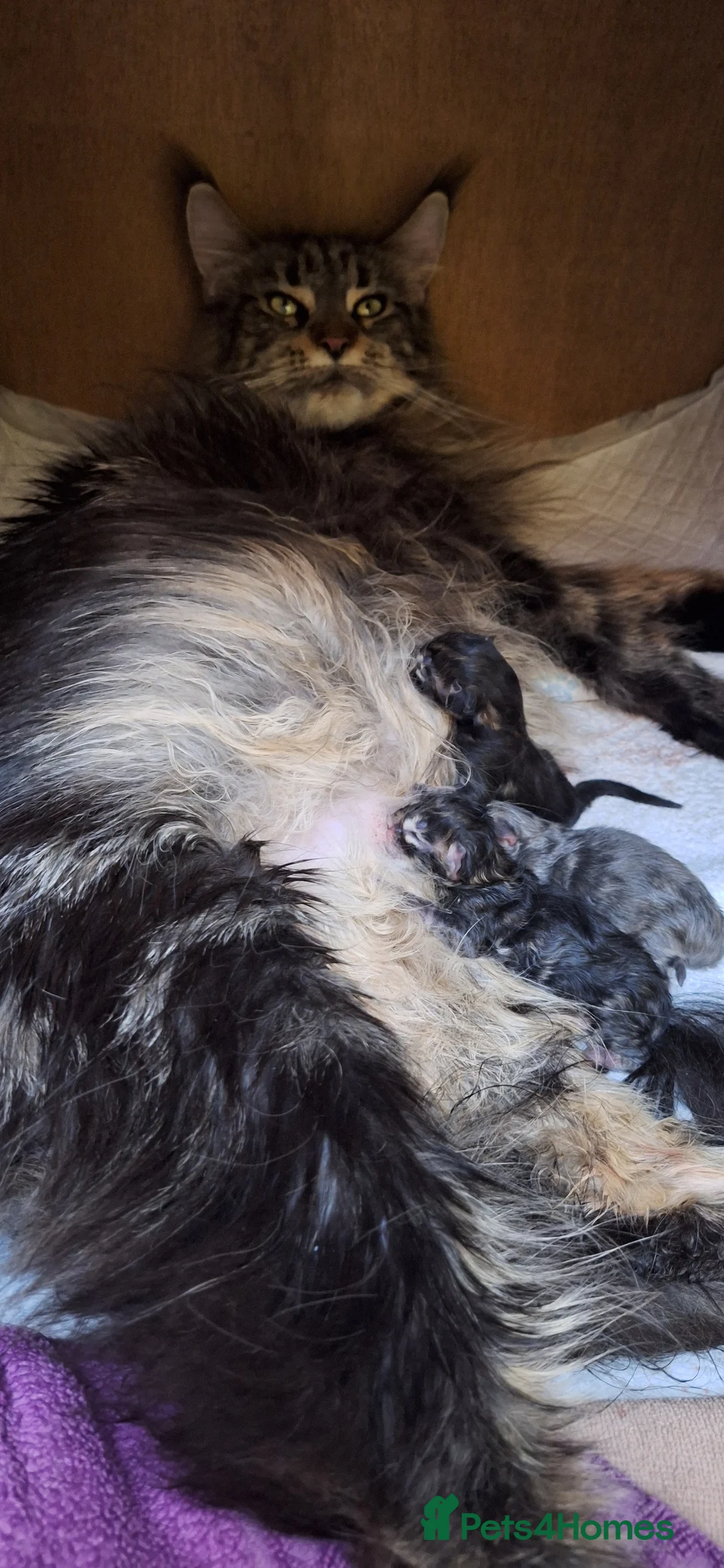 Maine Coon cats for sale: 😻1 Left  Ready Now Gorgeous Maine Coon Kitten 😻 - Advert 2