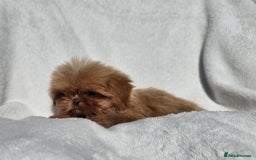 Shih Tzu dogs for sale: Ready now looking for their forever homes  - Image 11