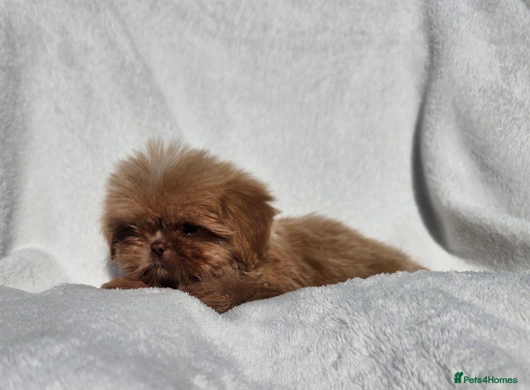 Shih Tzu dogs for sale: Ready now looking for their forever homes  - Image 11