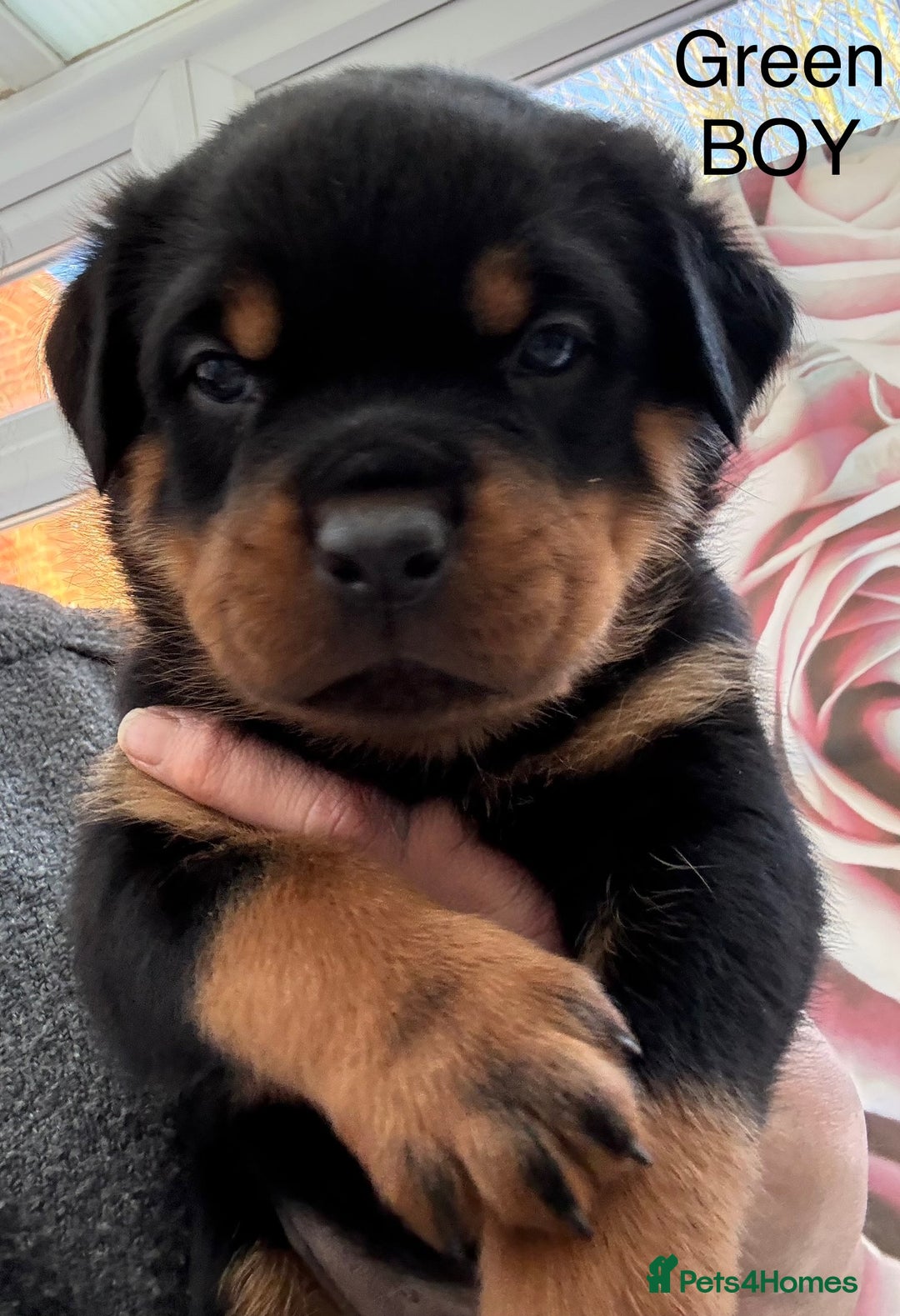 Rottweiler dogs for sale: Chunky Rottweiler Puppies for sale - Advert 4