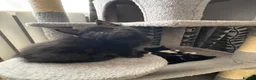 Mixed Breed cats for sale: 😻😻😻BEAUTIFUL KITTENS😻😻😻 - Advert 21