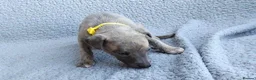 Whippet dogs for sale: KC Registered True to type whippets - Advert 7
