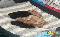 Labradoodle dogs for sale: Miniature labradoodle puppies F1B - Image 1