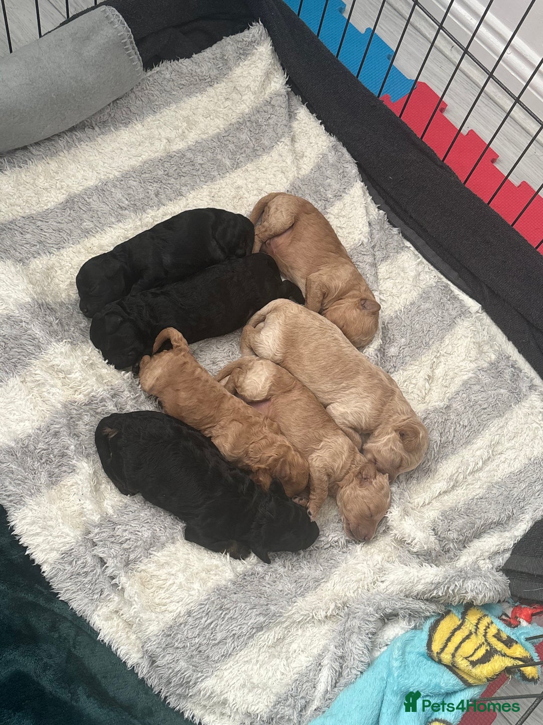 Labradoodle dogs for sale: Miniature labradoodle puppies F1B - Image 1