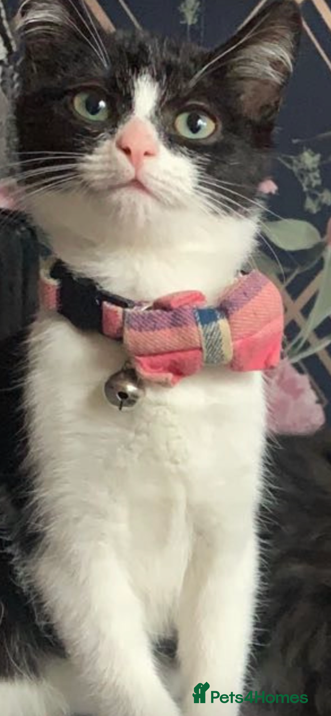 Mixed Breed cats for sale: Beautiful fluffy kittens - Advert 4