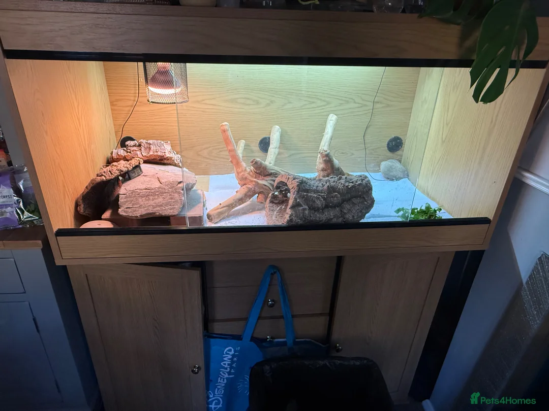 Bearded Dragon reptiles for sale: Female bearded dragon in Stafford - Advert 3