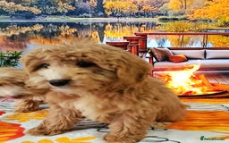 Cockapoo dogs for sale: EXTENSIVELY HEALTH TESTED PARENTS F1 COCKAPOOS - Image 9