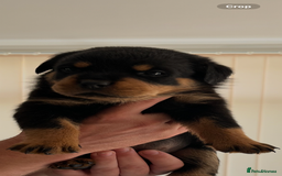Rottweiler dogs for sale: STUNNING  in Potters Bar - Image 2
