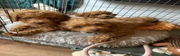 Cockapoo dogs for sale: Beautiful rich red cockapoos - Advert 10