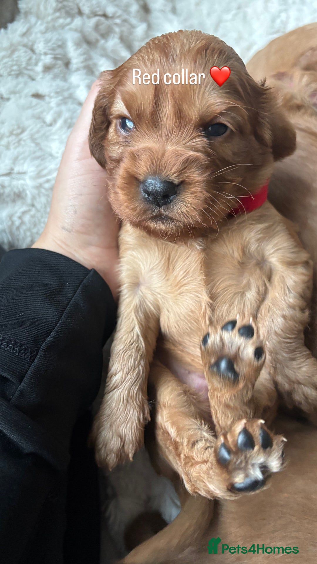 Cockalier dogs for sale: Cockalier puppies for sale  - Image 8