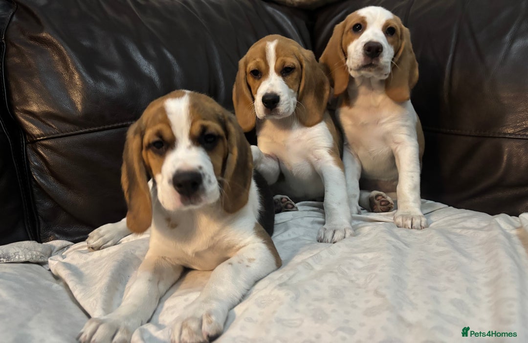 Beagle dogs for sale: 2 stunning Beagle Puppies, ready now in Sidcup - Image 1