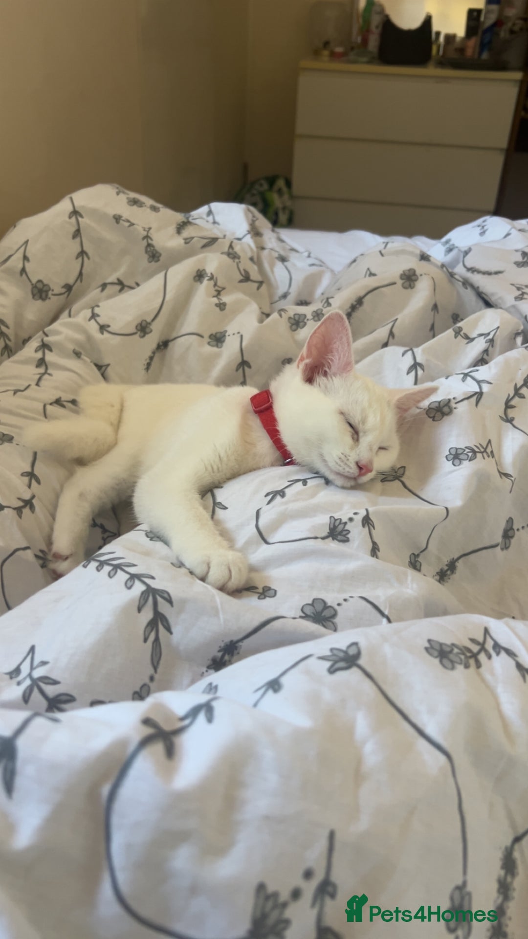 Bombay cats for sale: 2 kittens  - Image 1