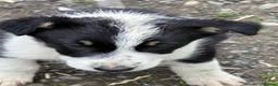Border Collie dogs for sale: Border collie bitch - Advert 5