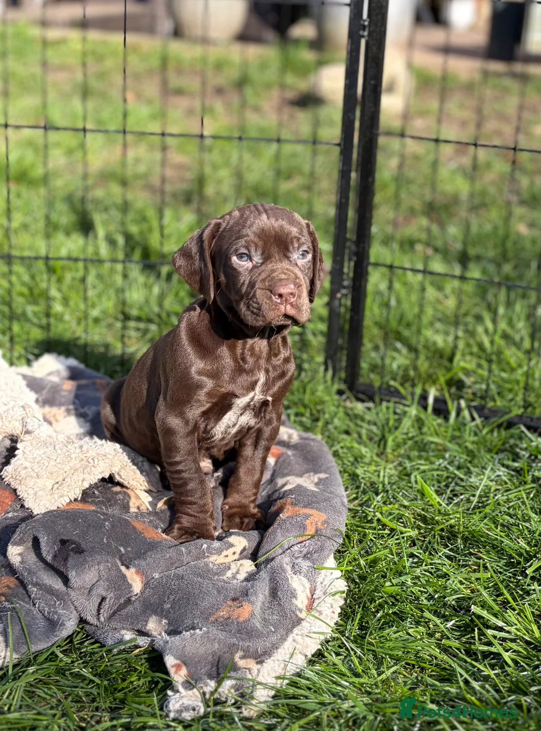 Mixed Breed dogs for sale: Lovely Sprizsla Puppies - Advert 10