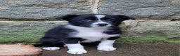 Border Collie dogs for sale: 🐾 Border Collie Pups for Sale 🐾 - Advert 2