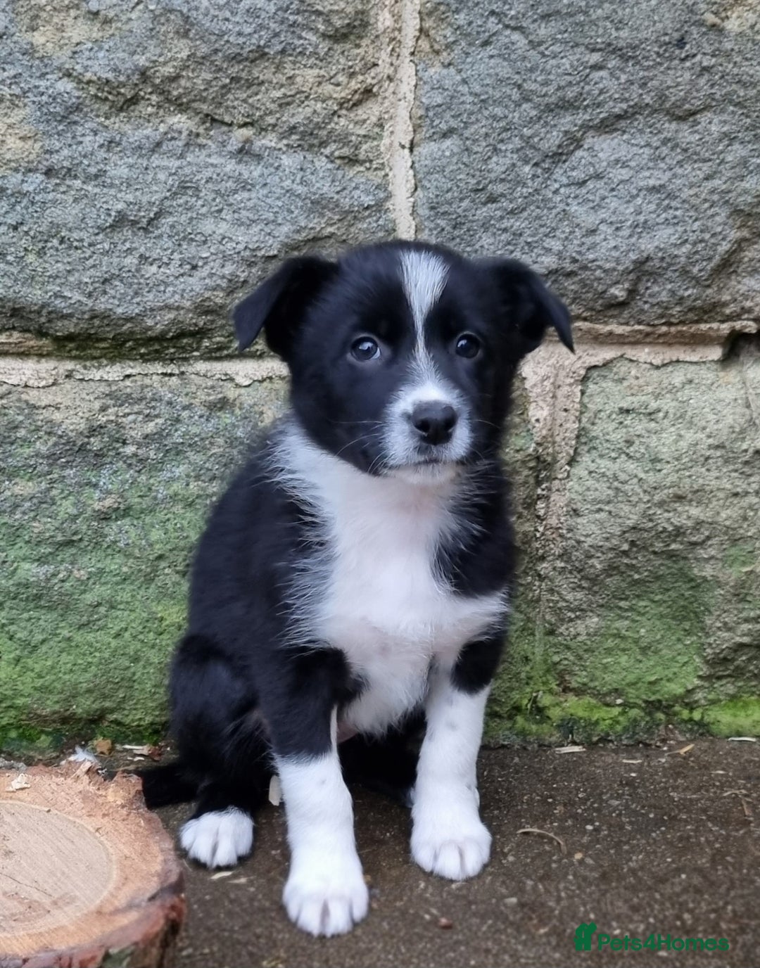Border Collie dogs for sale: 🐾 Border Collie Pups for Sale 🐾 - Advert 2