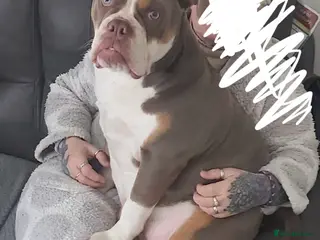 Dorset Olde Tyme Bulldogge dogs Female Dorsett Olde English Bulldogge - Advert 15