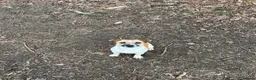 Jack Russell dogs for sale: Rainbow litter of Jack Russell’s - Advert 9