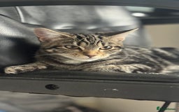 Mixed Breed cats for sale: Kittens for sale - Image 4